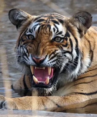 Bengalische Tiger beobachten
